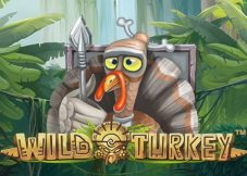 Wild Turkey