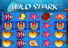 Wild Shark