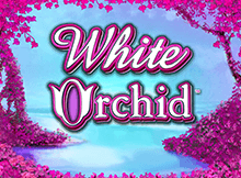 White Orchid